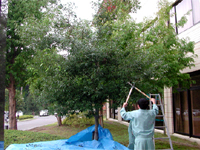 庭園管理・樹木の剪定
