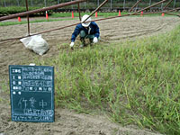 作業中 遊具下部除草